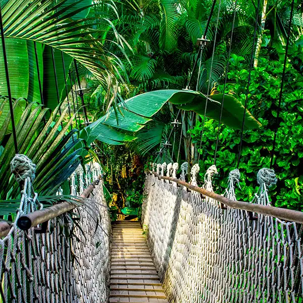 The Amazon, South America