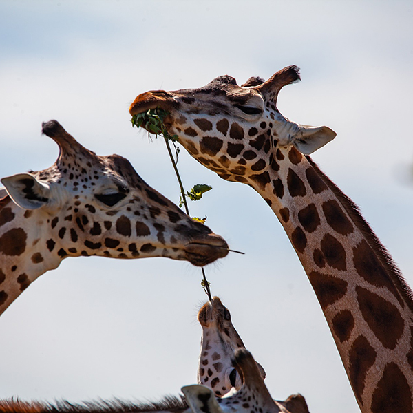 Maasai Mara Reserve, Africa